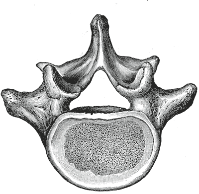 Vértebra lumbar vista desde arriba, con los pedículos conectando el cuerpo vertebral con el arco posterior